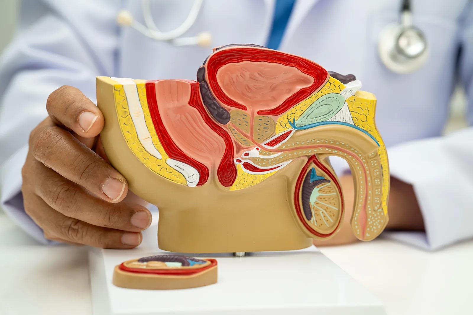 Urethroplasty Surgery